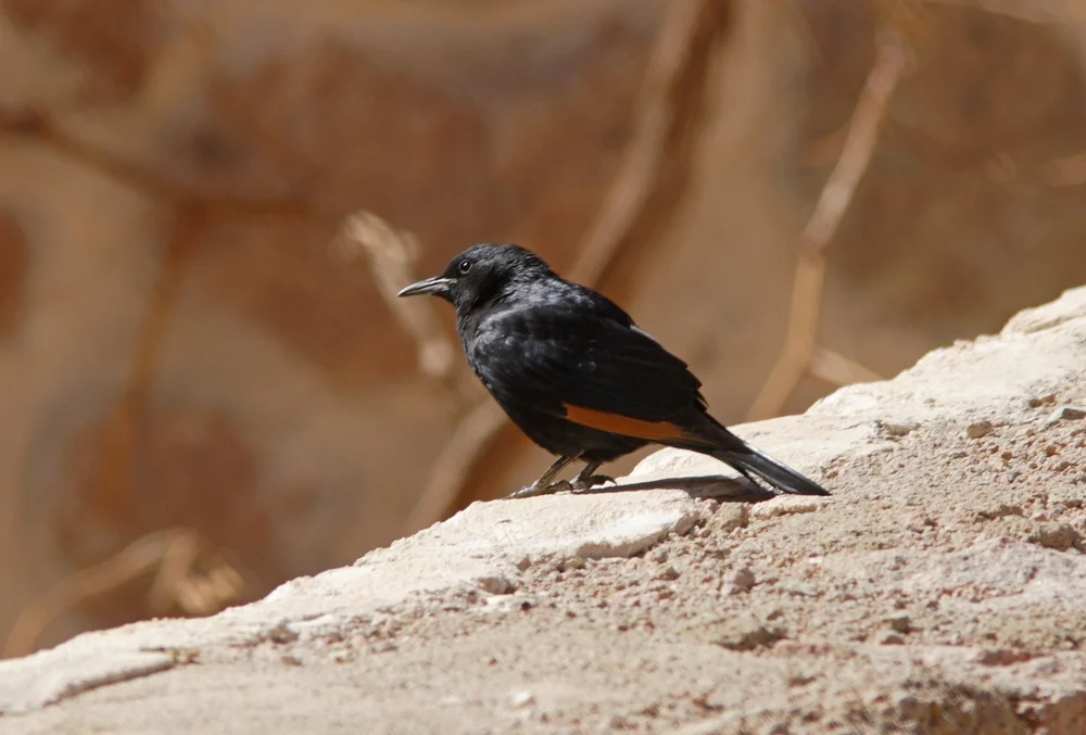 Dünnchnabelstare (Onychognathus tenuirostris)