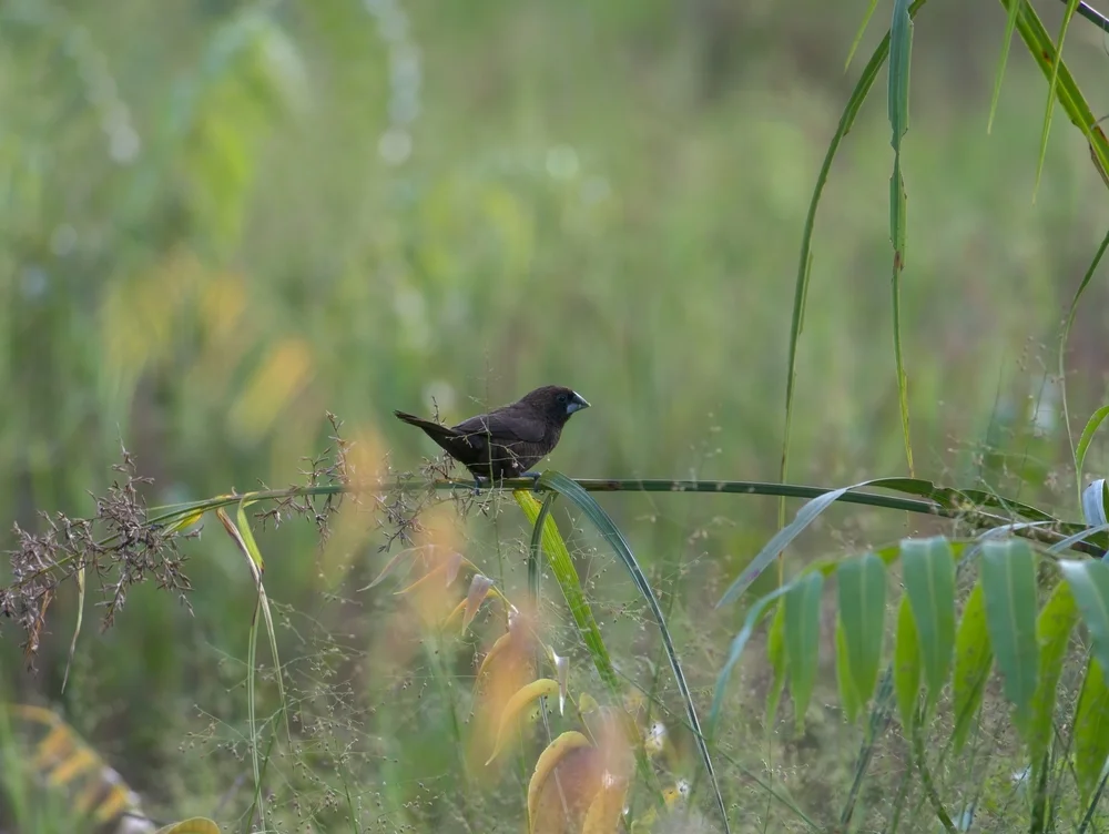 Dünnschnabel-Bronzemännchen (Lonchura fuscans)