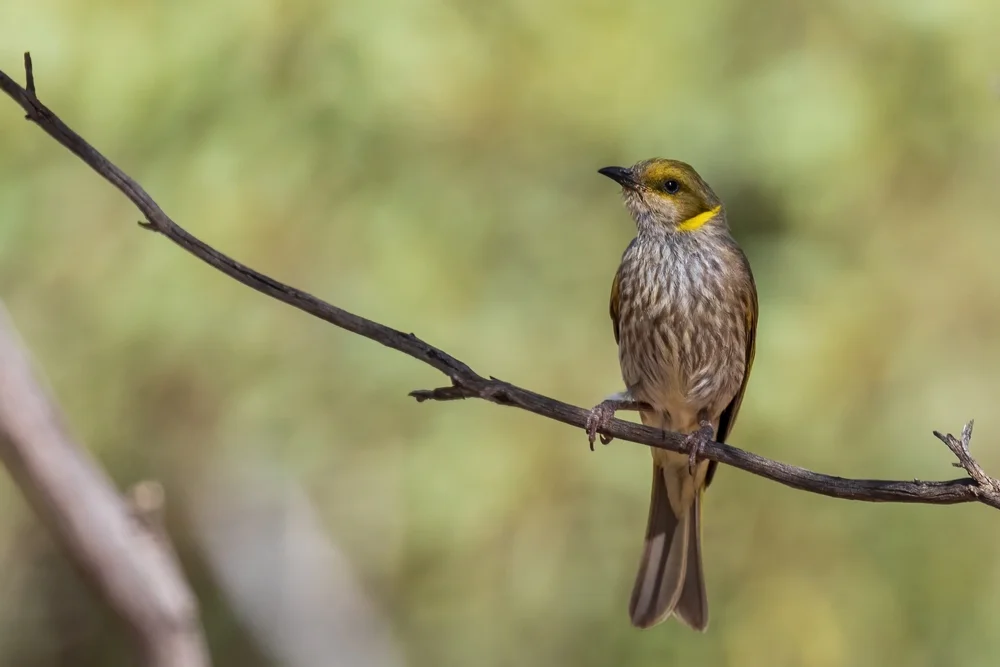 Dünnschnabel-Honigfresser (Lichenostomus obscurus)