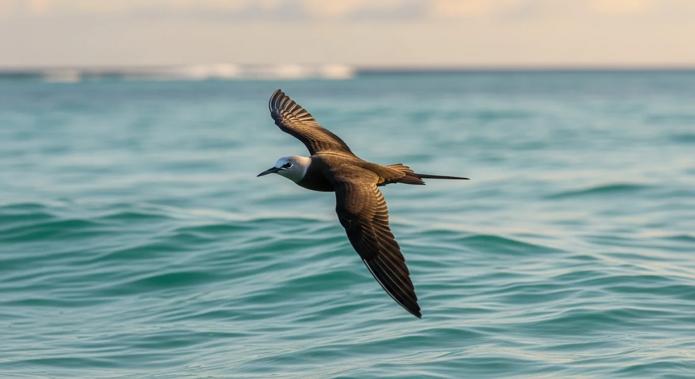 Dünnschnabel-Seeschwalbe