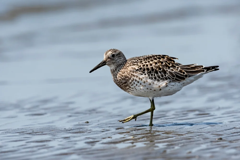 Dünnschnabel-Strandläufer (Calidris tenuirostris)