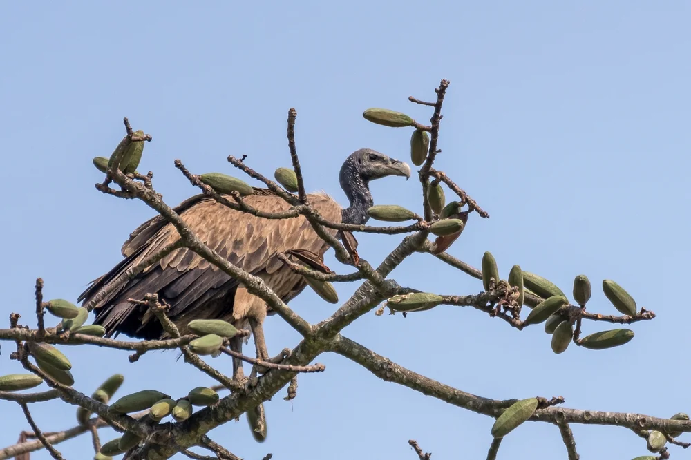 Dünnschnabelgeier (Gyps tenuirostris)