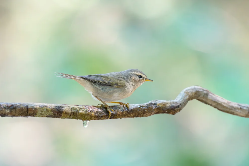 Düsterlaubsänger (Phylloscopus fuscatus)