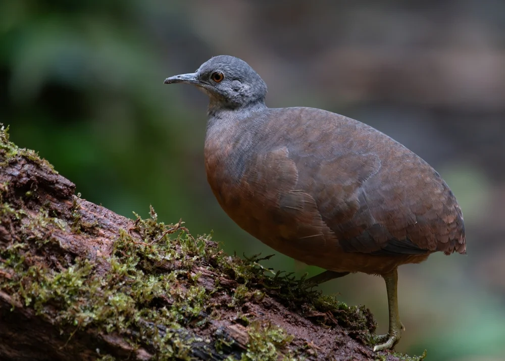 Duida-Zwergtinamu (Crypturellus duidae)