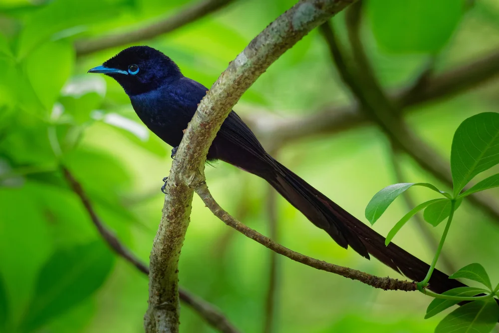 Dull Flycatcher (Dull Flycatcher)