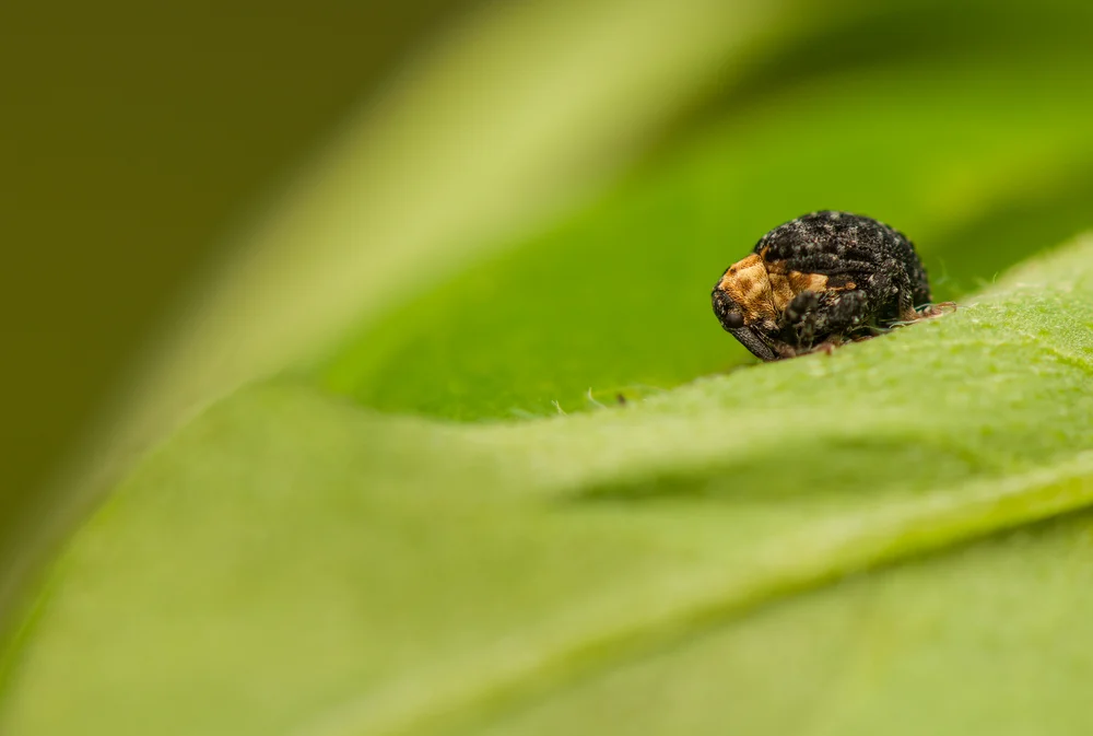 Dunkler Braunwurzschaber