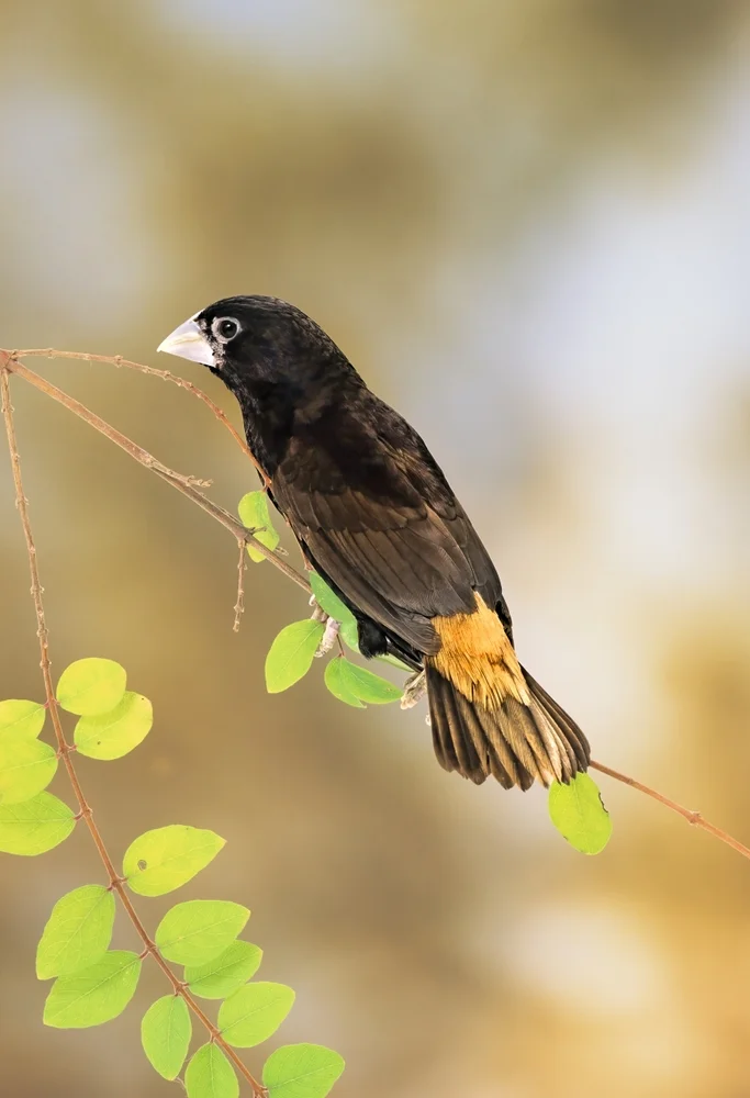 Dunkler Bronzemännchen (Lonchura stygia)