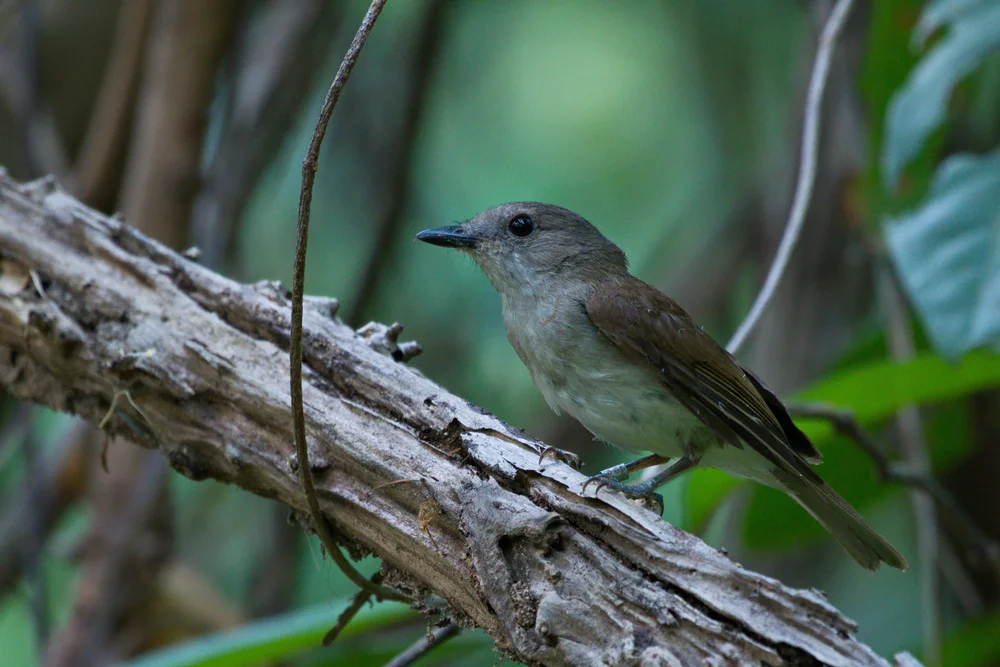 Dunkler Dickkopfdrossling (Pachycephala tenebrosa)