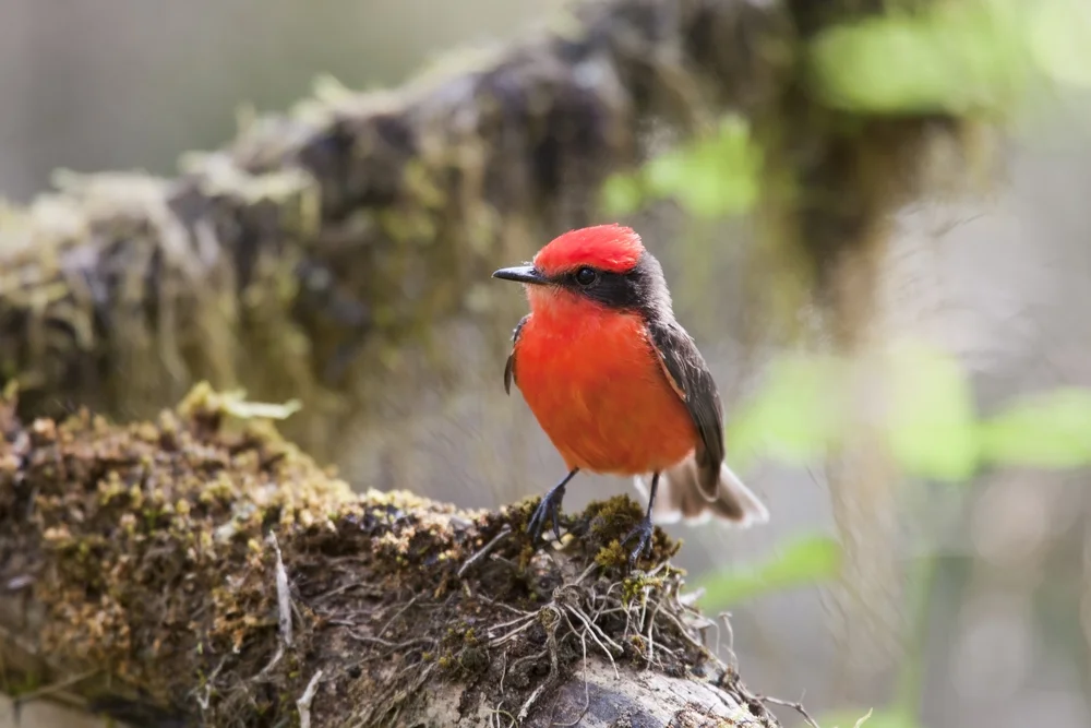 Dunkler Feuerkopf (Pyrocephalus nanus)