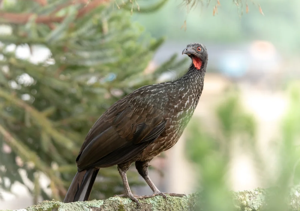 Dunkler Guan (Penelope obscura)