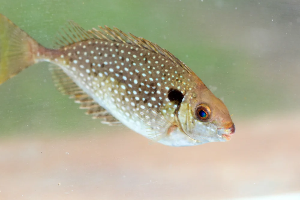 Dunkler Kaninchenfisch (Siganus fuscescens)