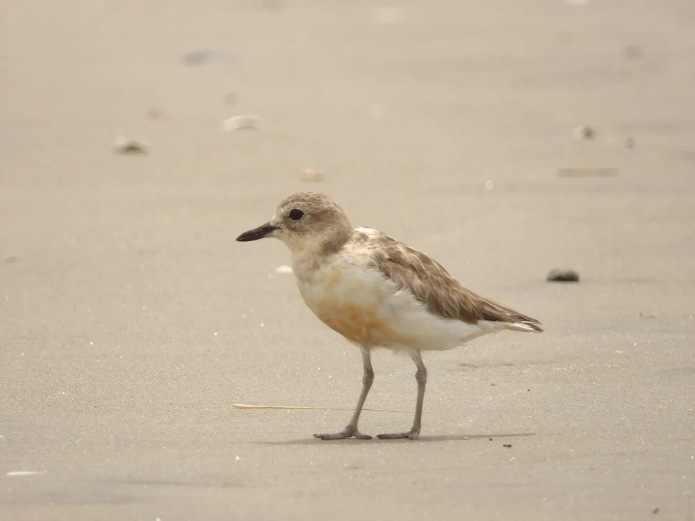 Dunkler Regenpfeifer (Charadrius obscurus)
