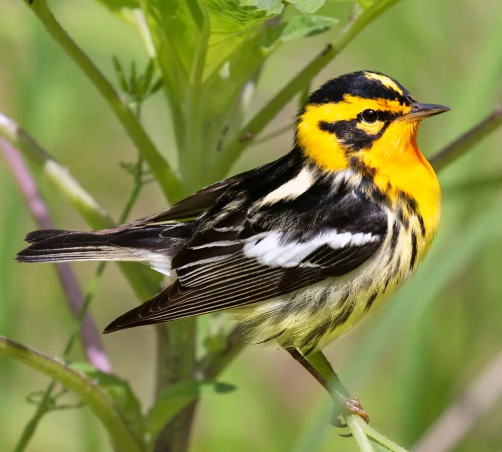 Dunkler Waldsänger (Setophaga fuse)