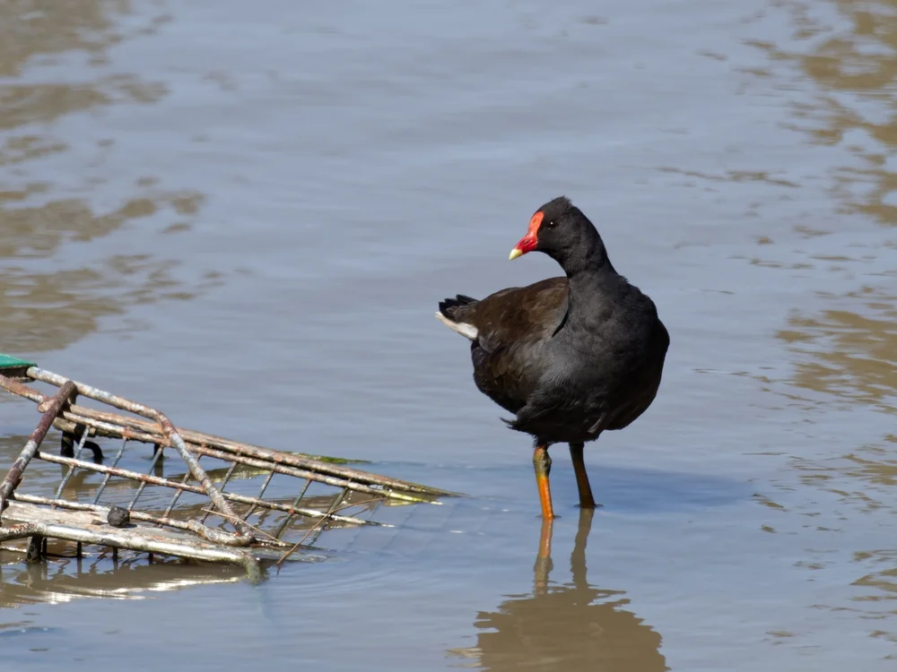 Dunkles Teichhuhn (Gallinula tenebrosa)