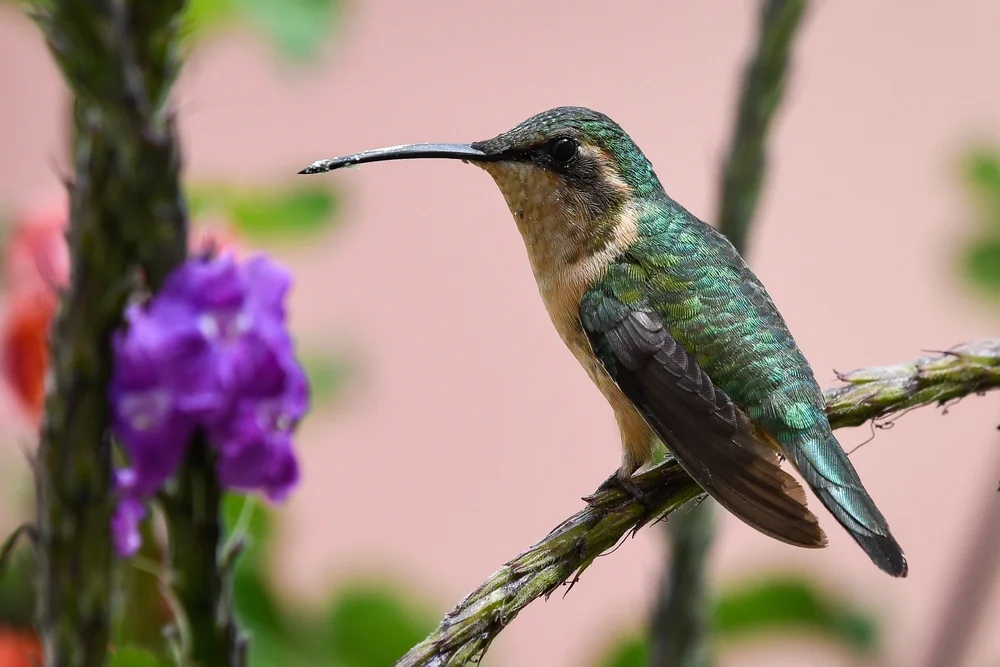 Dupont-Sonnenvogel (Tilmatura dupontii)
