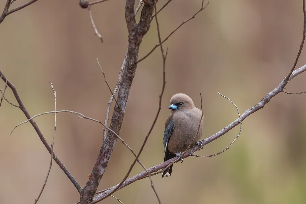 Dusky Woodswallow (Artamus cyanopterus)