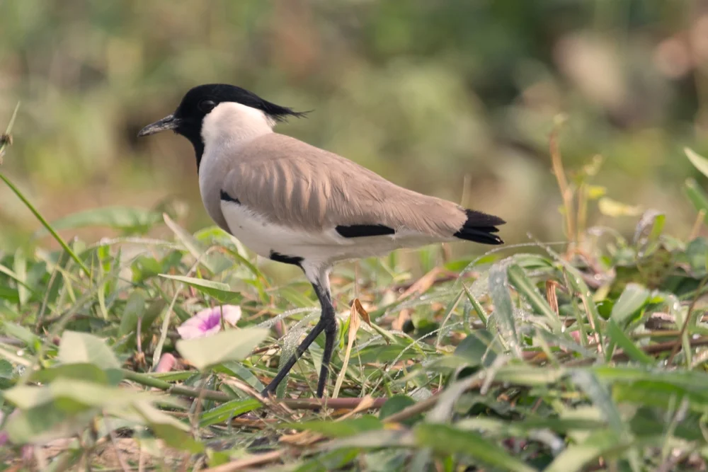 Duvaucels Spornkiebitz (Vanellus duvaucelii)