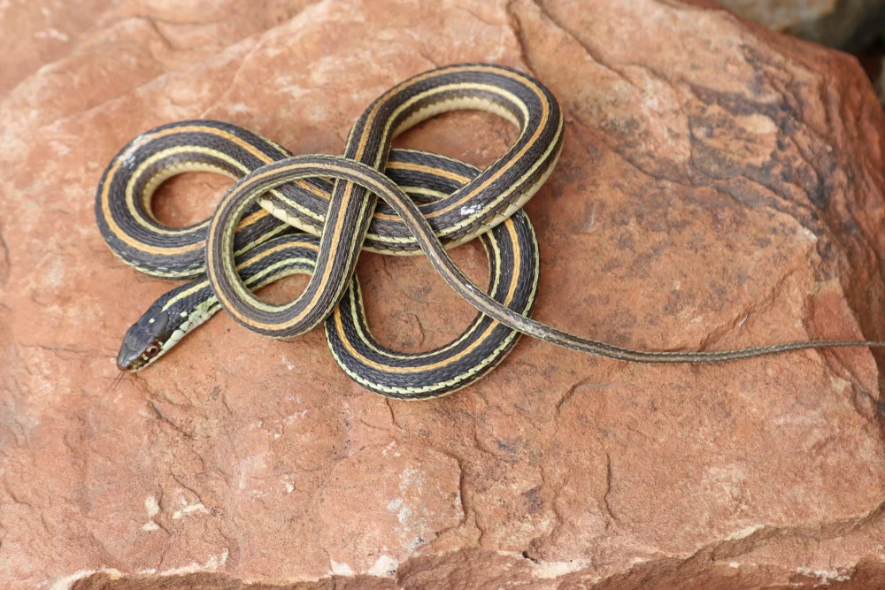 Eastern Ribbon Snake (Thamnophis sauritus)