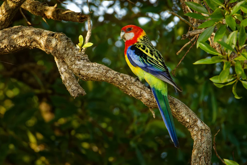 Eastern Rosella (Eastem Rosella)