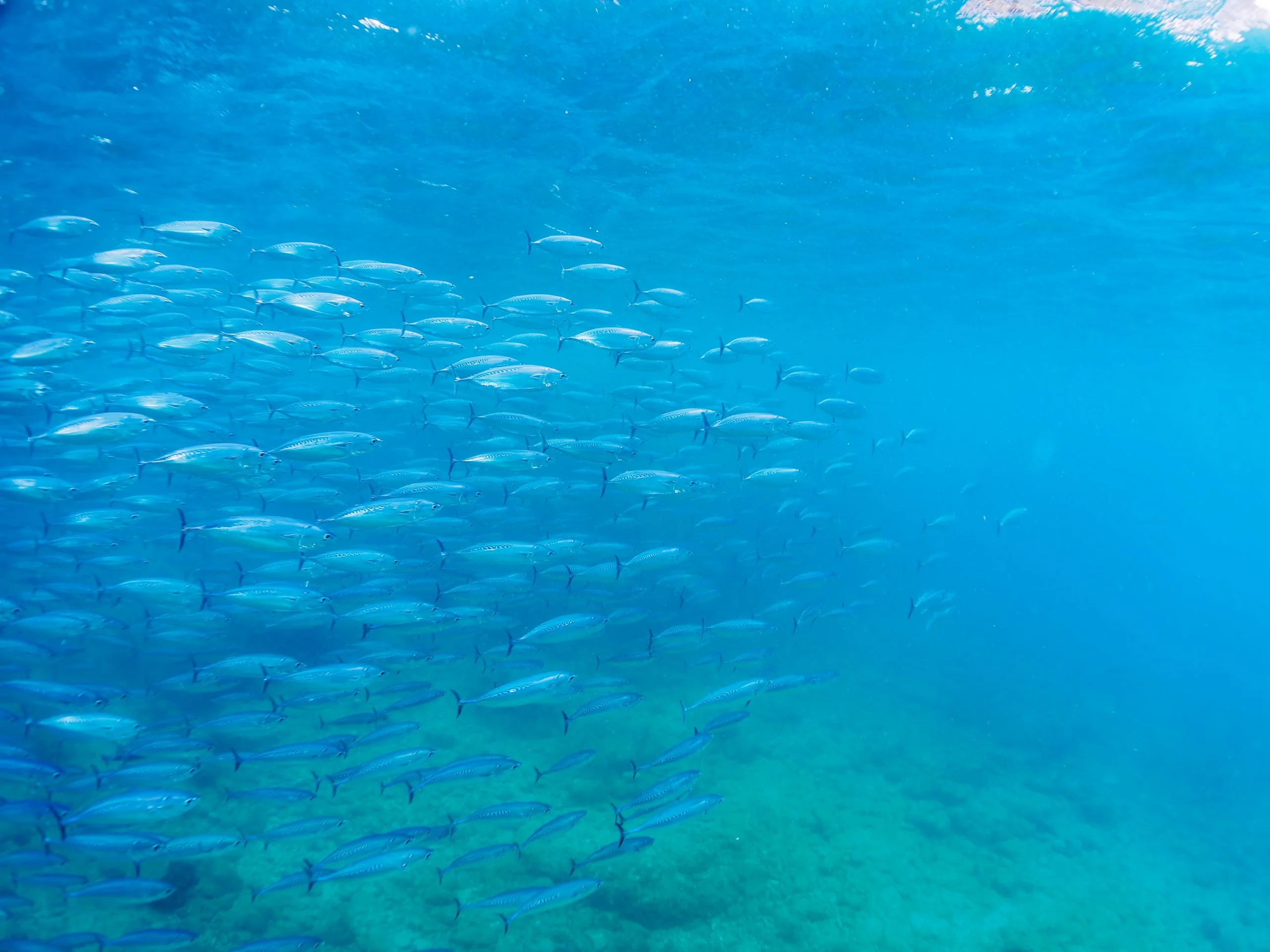 Echte Pelamide (Auxis thazard)