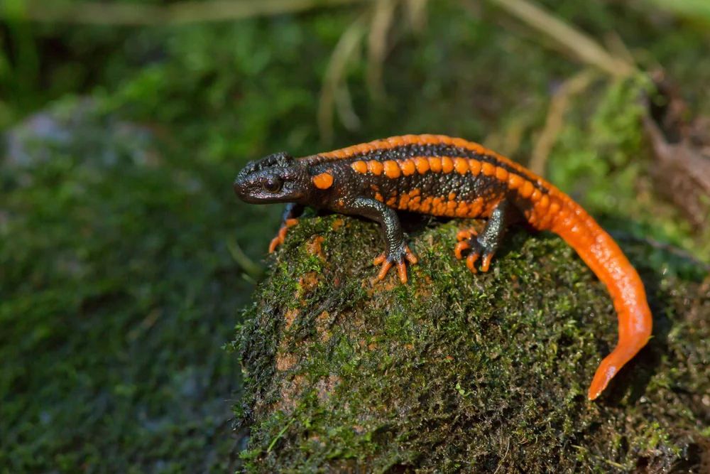 Echte Salamander (Salamandridae)