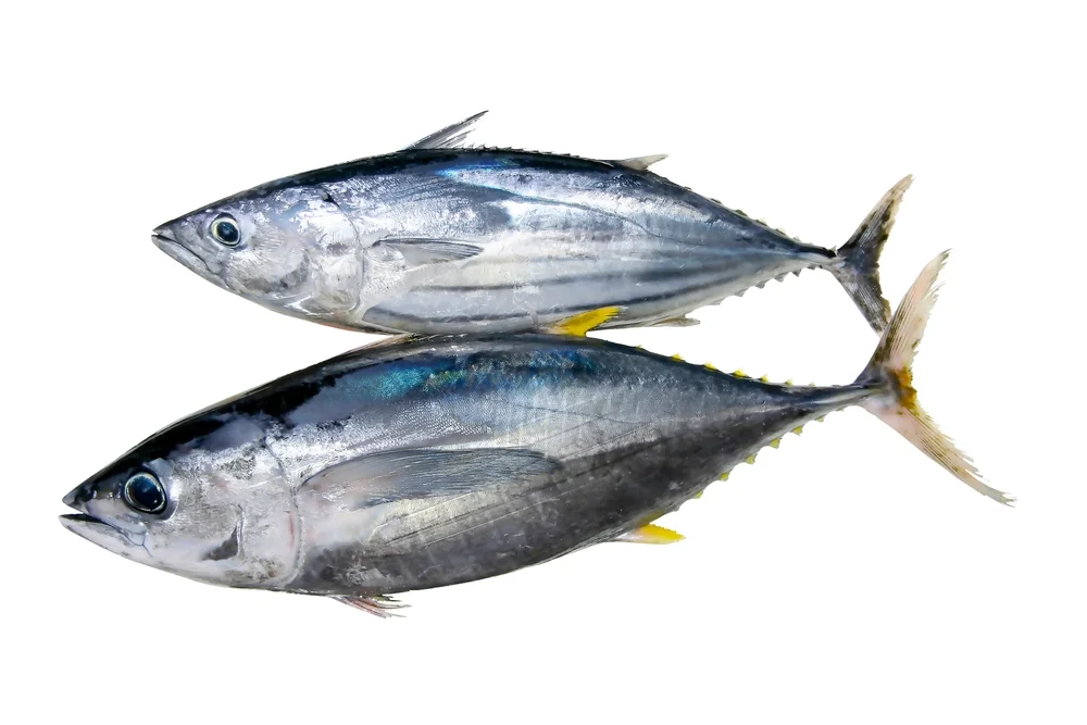 Echter Bonito (Katsuwonus pelamis)