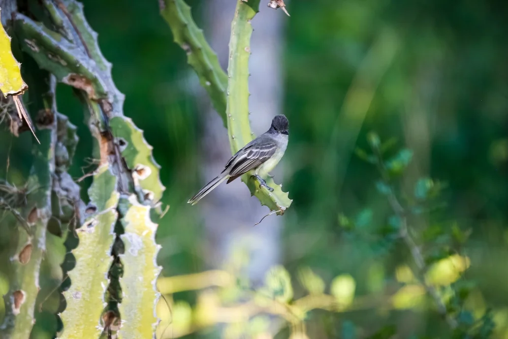 Ecuador-Elaenia (Myiopagis subplacens)
