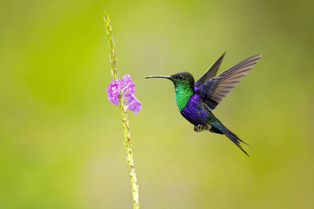 Ecuador-Elfenkolibri (Thalurania ridgwayi)