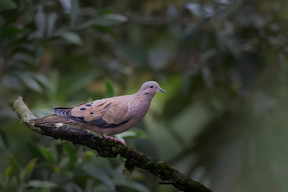 Ecuador-Erdtaube (Columbina buckleyi)