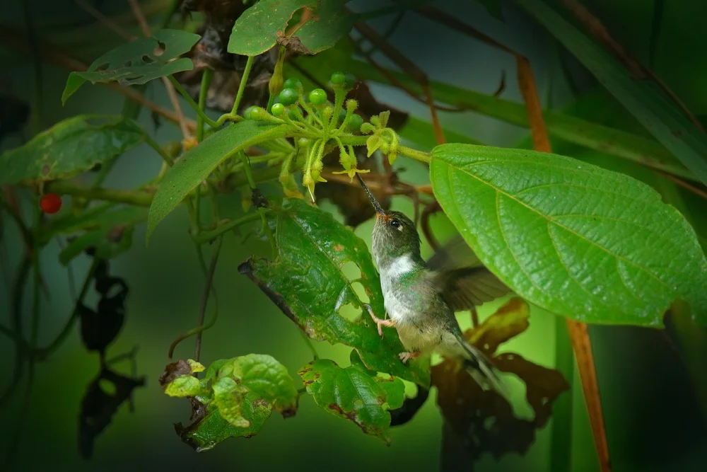 Ecuador-Schattenkolibri (Phlogophilus harterti)
