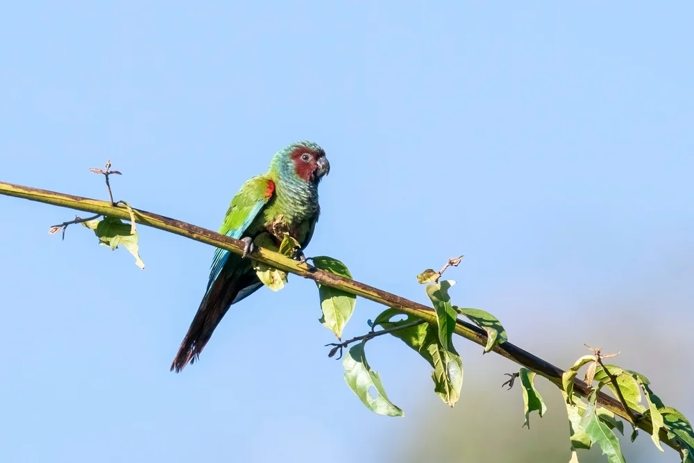 Ecuador-Sittich (Pyrrhura orcesi)