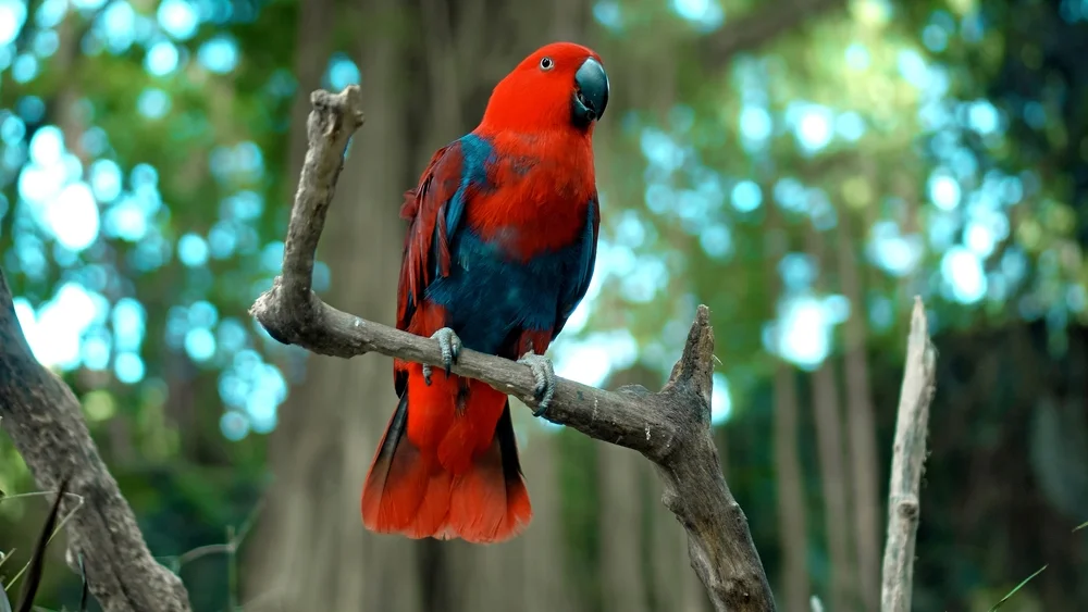 Edelpapageien (Eclectus roratus)