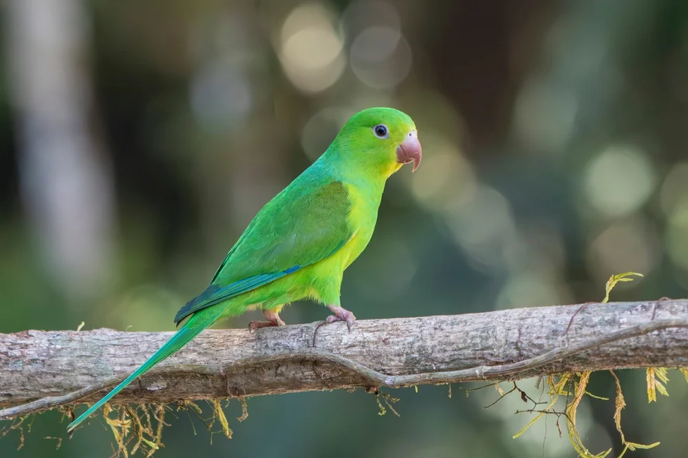 Edelsittich (Brotogeris tirica)