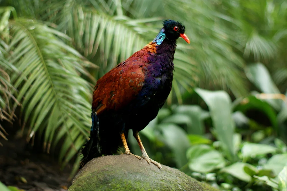 Edeltrappe (Otidiphaps nobilis)