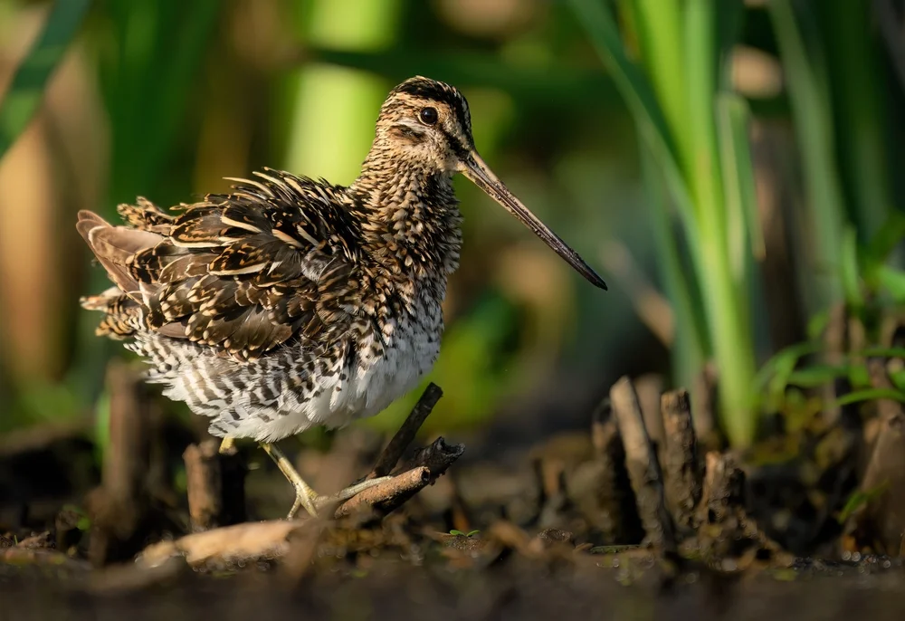 Edler Schnepfenstrandläufer (Gallinago nobilis)