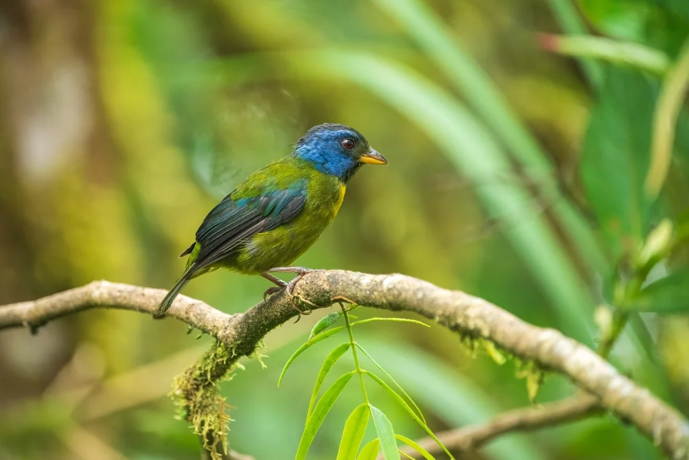 Edwards' Berylvogel (Bangsia edwardsi)