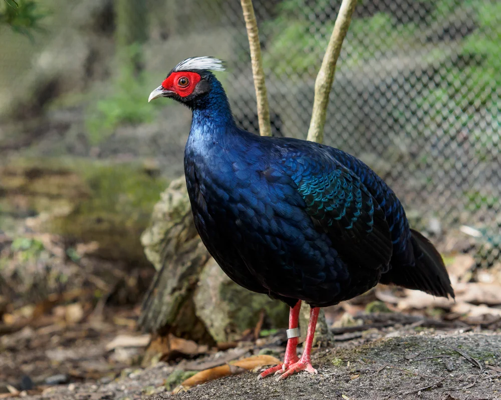 Edwards Fasan (Lophura edwardsi)