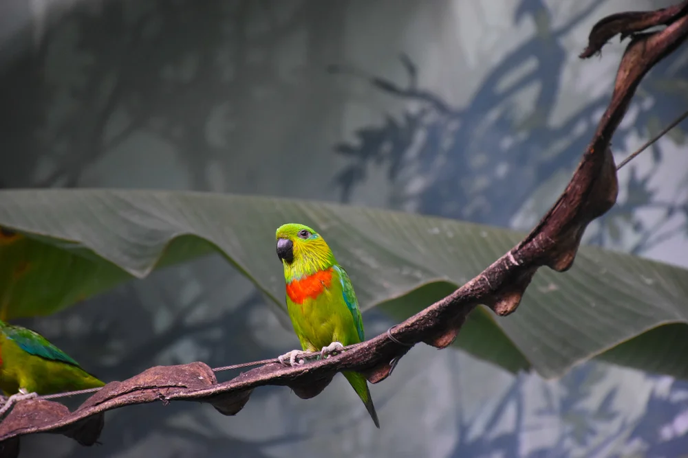 Edwards-Rachensittich (Psittaculirostris desmarestii)