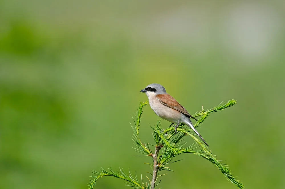 Eichelwürger (Lanius gubernator)