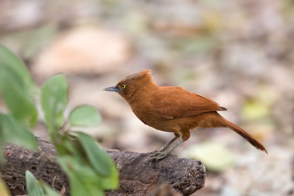 Einbinden-Schopfwippschwanz (Pseudoseisura unirufa)