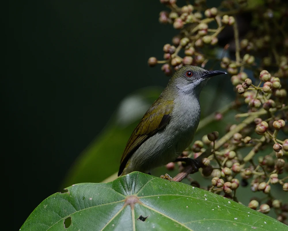 Einfache Sonnennymphe
