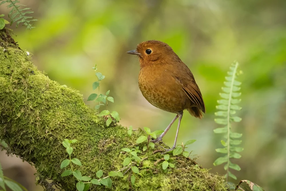 Einfacher Ameisenschlüpfer (Myrmothera simplex)