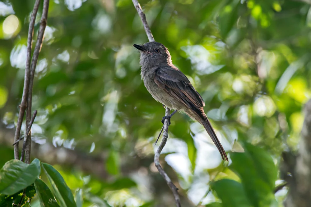 Einfacher Scherenschwanz (Rhytipterna simplex)