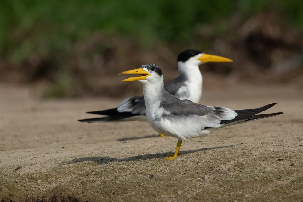 Einfacher Tölpel (Phaetusa simplex)