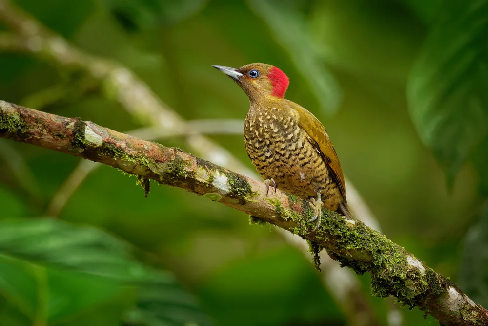 Einfachspecht (Piculus simplex)