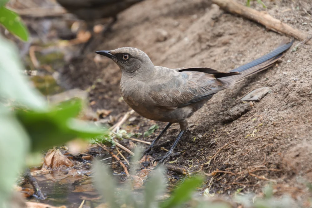 Einfarb-Glanzstar (Lamprotornis unicolor)