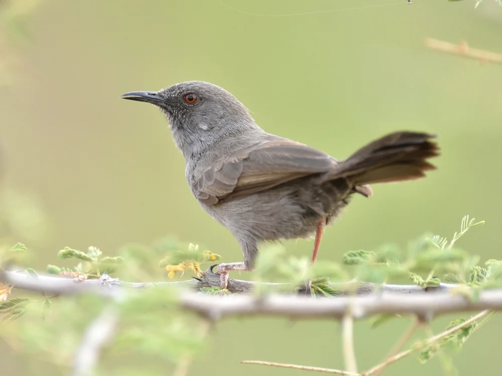 Einfarb-Sperlingsvogel (Calamonastes simplex)