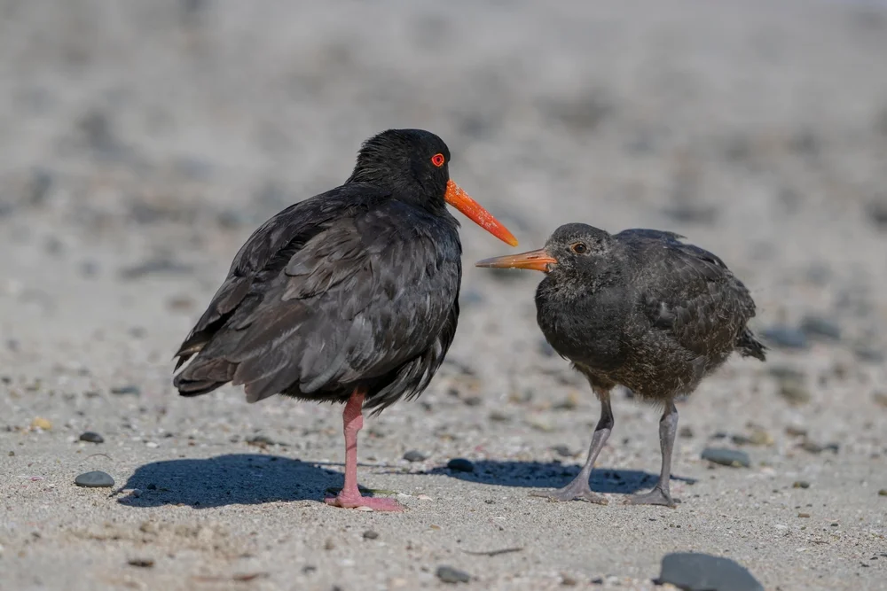 Einfarben-Austernfischer (Haematopus unicolor)