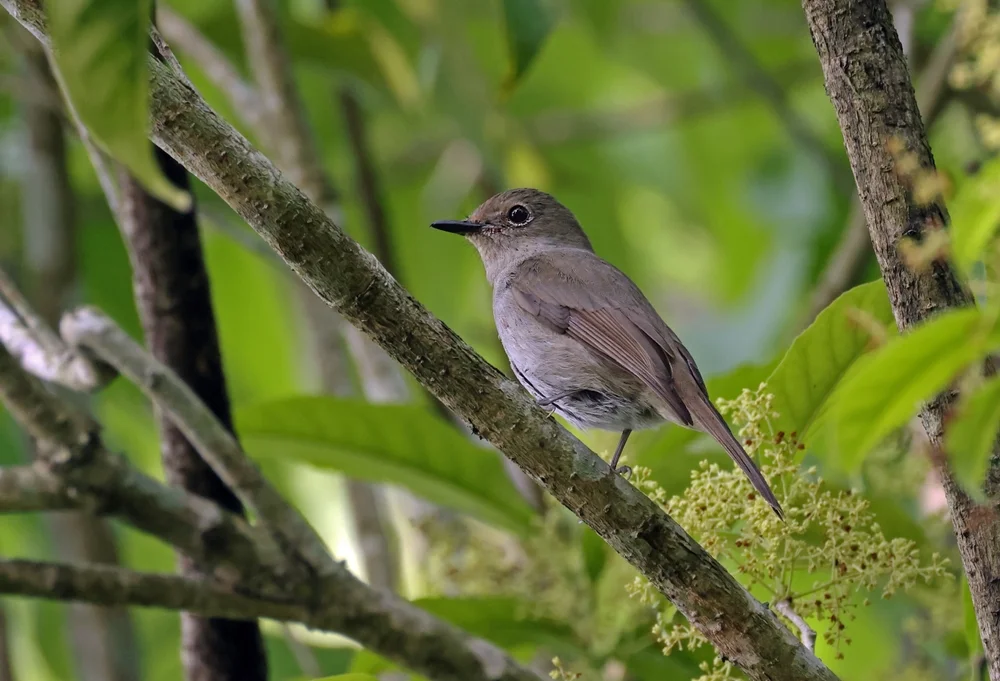 Einfarben-Drossel (Myadestes unicolor)