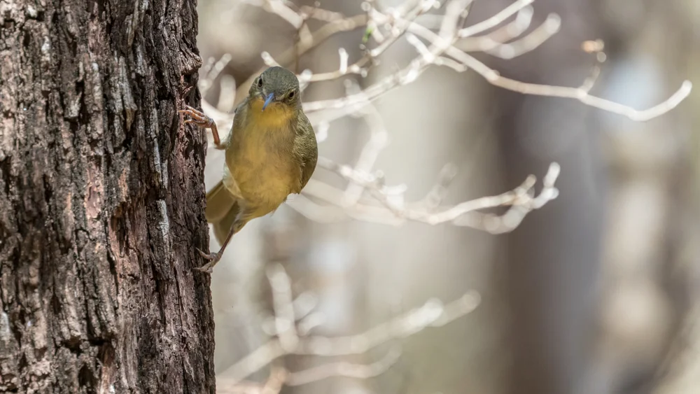 Einfarben-Waldsänger (Chlorocichla simplex)